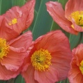 Coquelicots_-_Couverture_FB__4.jpg