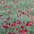 Coquelicots - Couverture FB  6