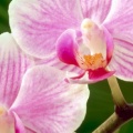Orchidees - FB Cover 11