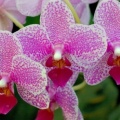 Orchidees - FB Cover 18