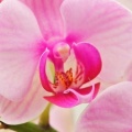 Orchidees - FB Cover 6