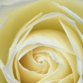Roses - Facebook couverture  10 