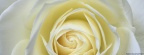 Roses - Facebook couverture  10 