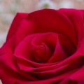 Roses_-_Facebook_couverture__11_.jpg