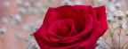 Roses - Facebook couverture  11 