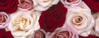 Roses - Facebook couverture  12 