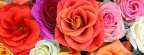 Roses - Facebook couverture  14 