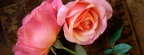Roses - Facebook couverture  17 