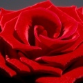 Roses - Facebook couverture  18 