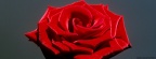 Roses - Facebook couverture  18 