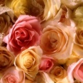 Roses - Facebook couverture  19 