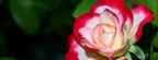 Roses - Facebook couverture  1 