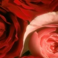 Roses - Facebook couverture  2 