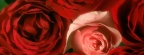 Roses - Facebook couverture  2 