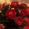 Roses - Facebook couverture  3 