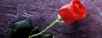 Roses - Facebook couverture  4 