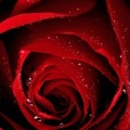 Roses - Facebook couverture  5 