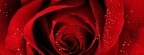 Roses - Facebook couverture  5 