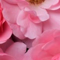 Roses - Facebook couverture  8 