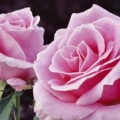 Roses - Facebook couverture  9 