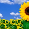 Tournesols - FB Cover 1