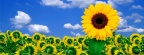 Tournesols - FB Cover 1