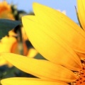 Tournesols - FB Cover 10