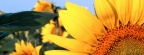 Tournesols - FB Cover 10