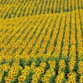 Tournesols - FB Cover 11