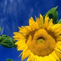 Tournesols - FB Cover 12