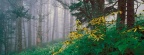Tournesols - FB Cover 13