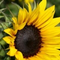 Tournesols - FB Cover 2