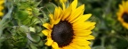 Tournesols - FB Cover 2