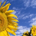 Tournesols - FB Cover 3