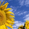 Tournesols - FB Cover 3