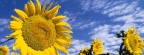 Tournesols - FB Cover 3