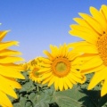 Tournesols - FB Cover 4