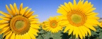 Tournesols - FB Cover 4