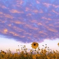 Tournesols - FB Cover 5