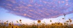 Tournesols - FB Cover 5