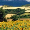 Tournesols - FB Cover 6