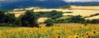 Tournesols - FB Cover 6