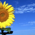 Tournesols - FB Cover 7