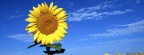 Tournesols - FB Cover 7