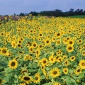 Tournesols - FB Cover 8