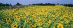 Tournesols - FB Cover 8