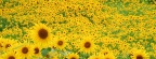Tournesols - FB Cover 9