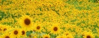 Tournesols - FB Cover 9