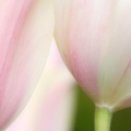 Tulipes - Fleurs - FB Timeline  10 