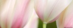 Tulipes - Fleurs - FB Timeline  10 